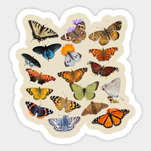 New England Lepidoptera Double Sided Shirt Sticker